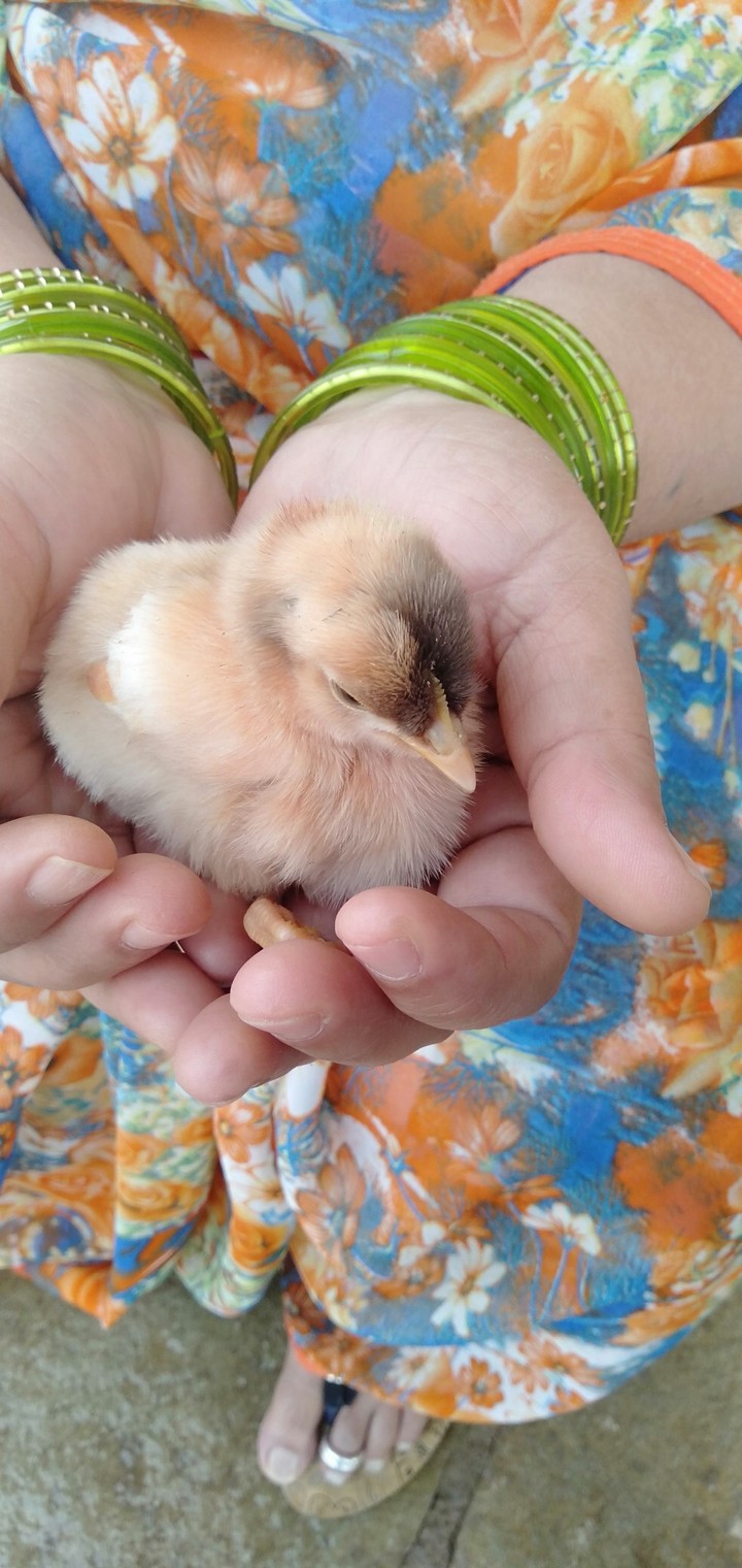 chicken