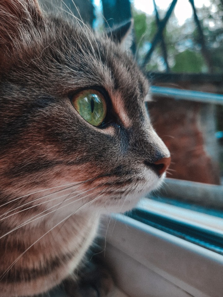 #cat