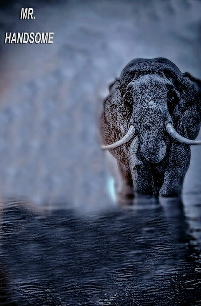 elephant