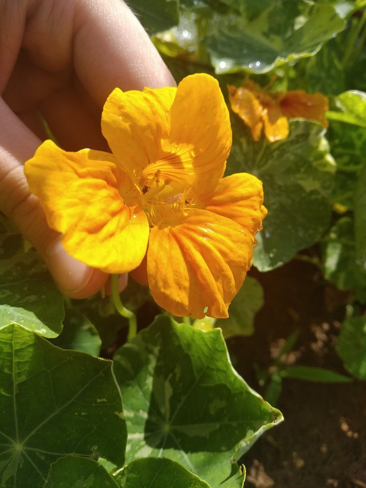 Cute yellow flower