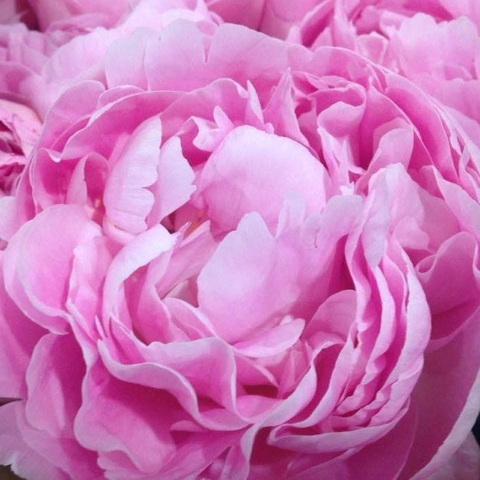 Peony