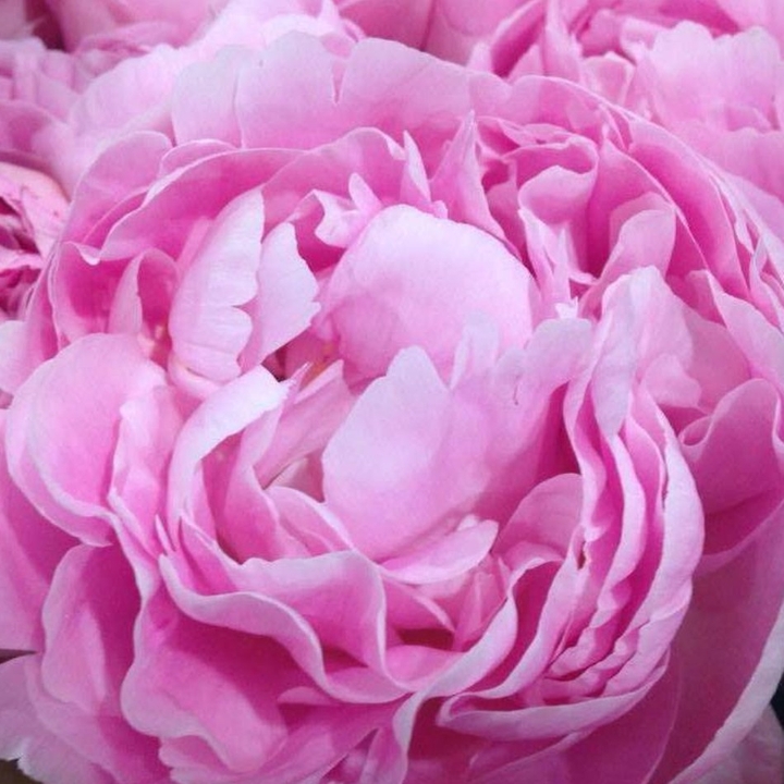 Peony