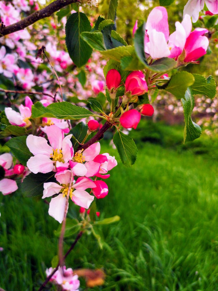 Apple tree flowers