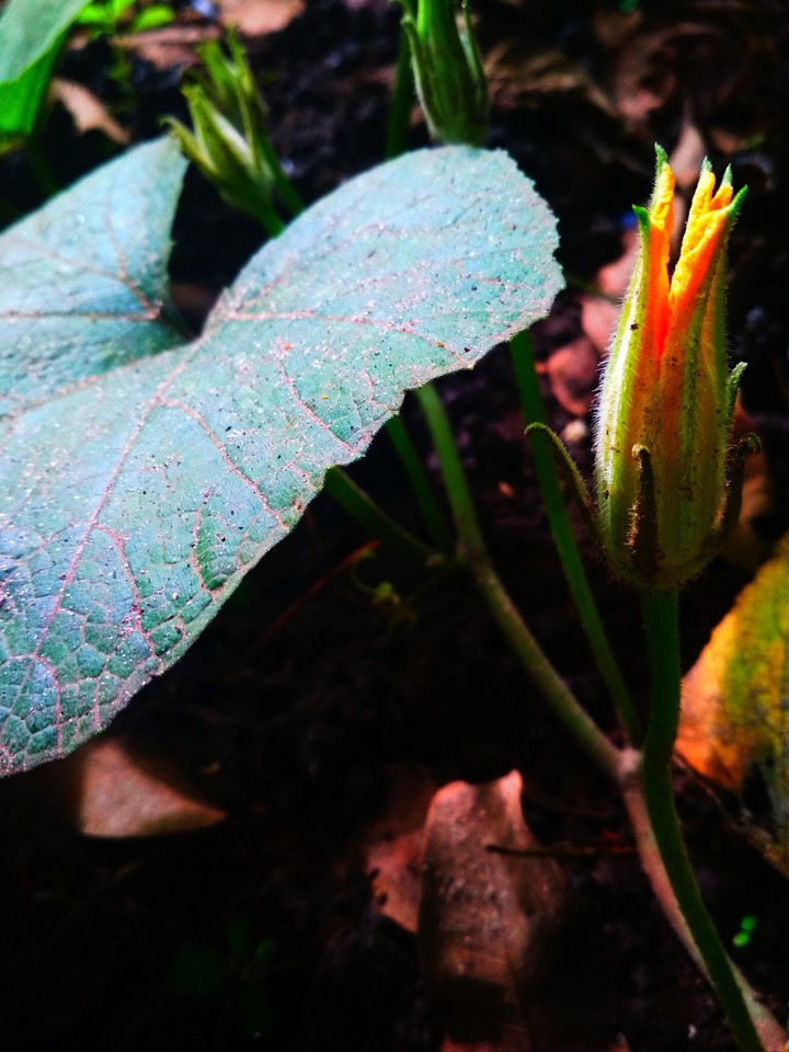 pumkin flower