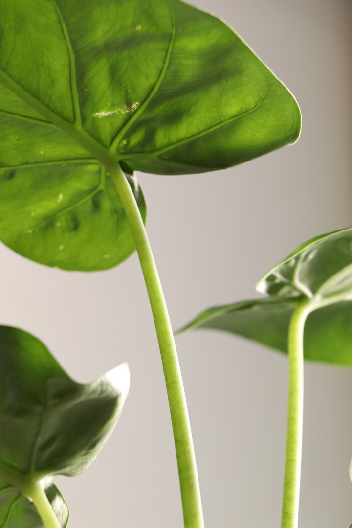 Alocasia Culculata