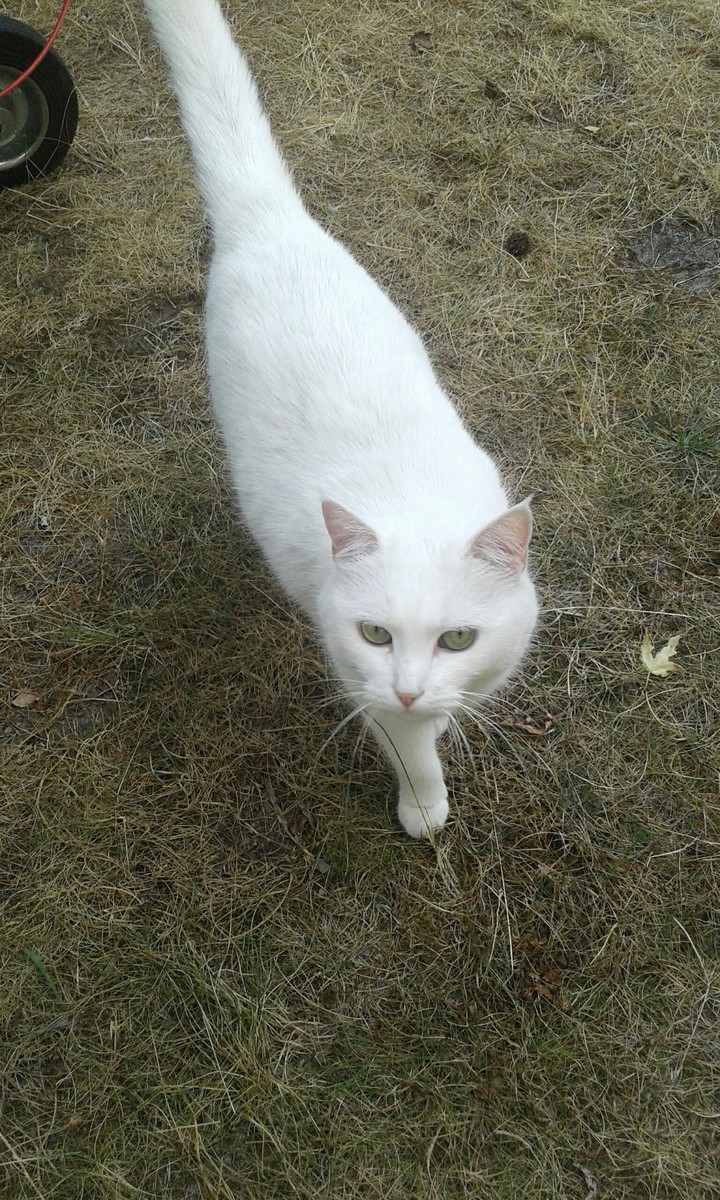 un chat blanc