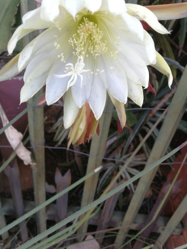 Blooming beauty