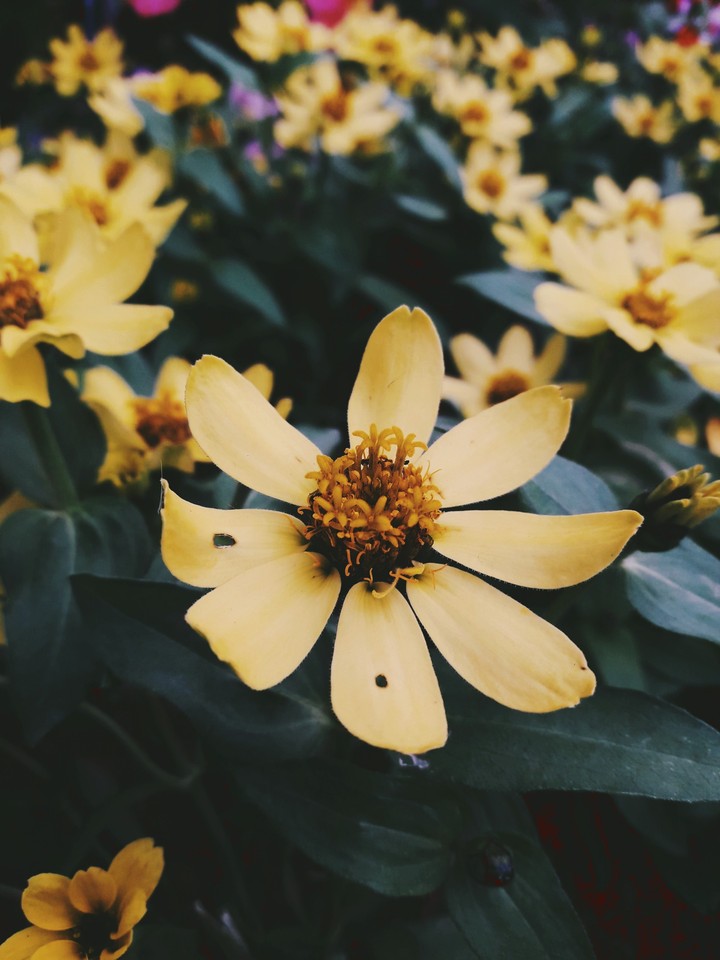 flower