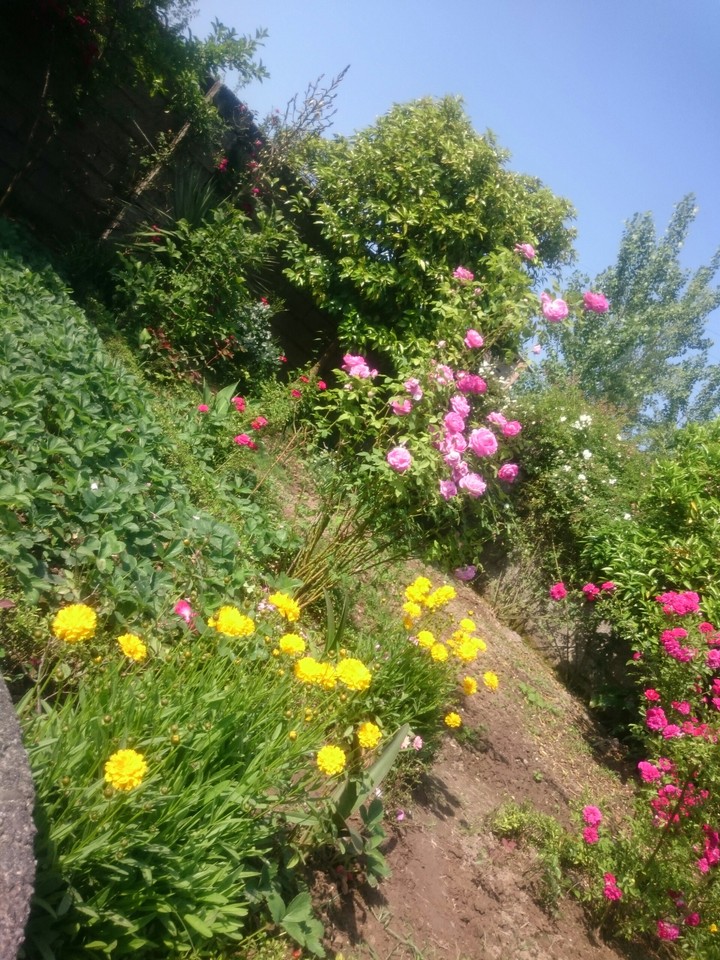 Flowers