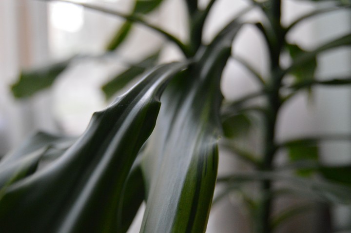 plant