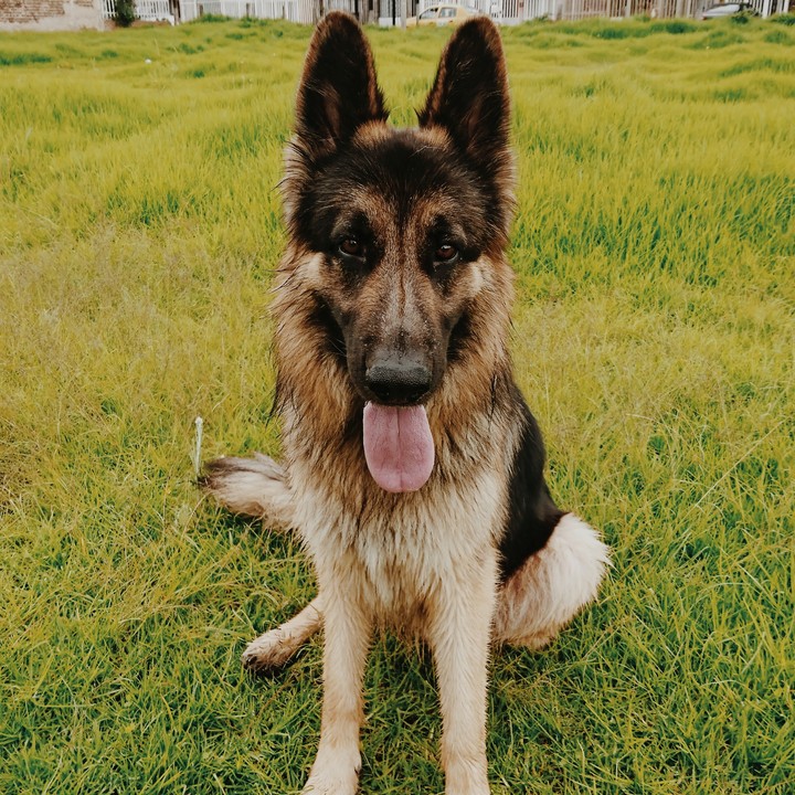 feliz
