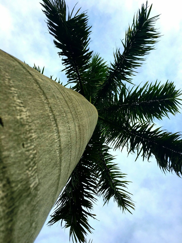 Star Tree