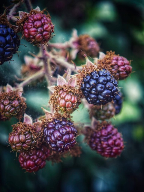 fondos de pantalla olallieberry, boysenberry