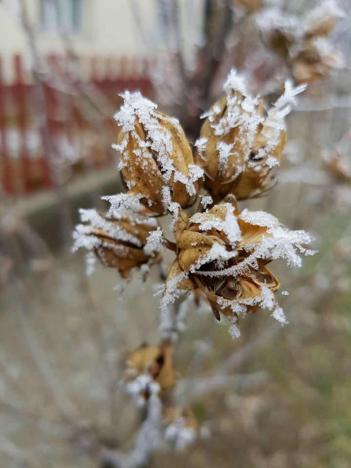 Rime