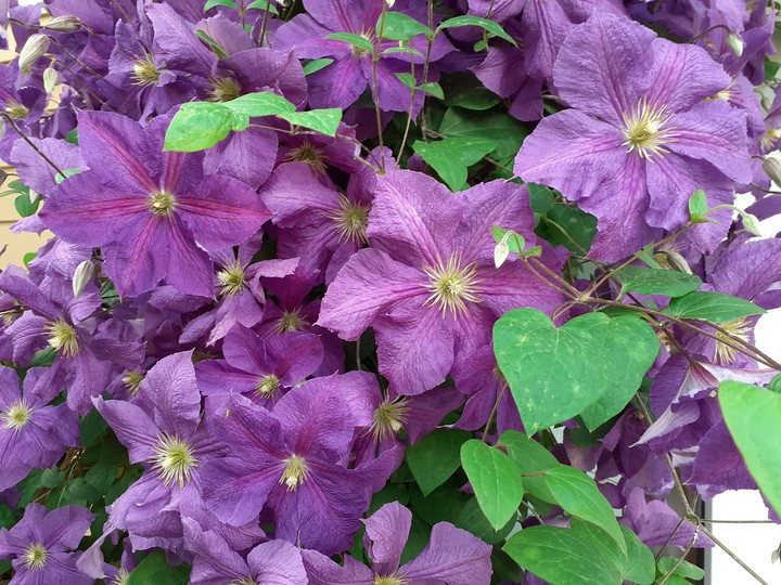 flowers
