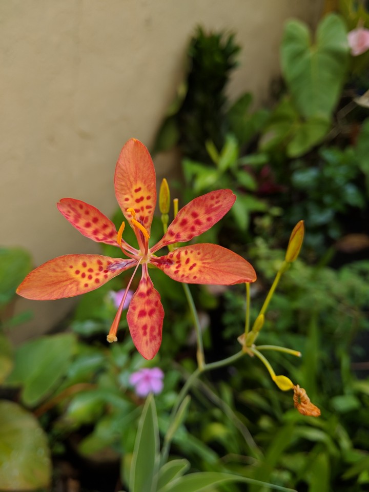 orchid