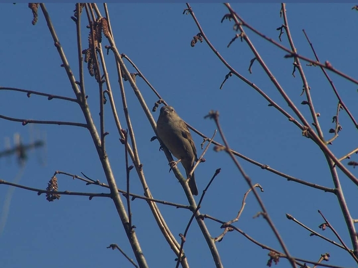 un oiseau dans le jardin