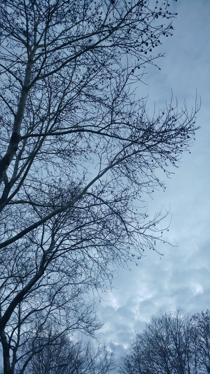 Trees