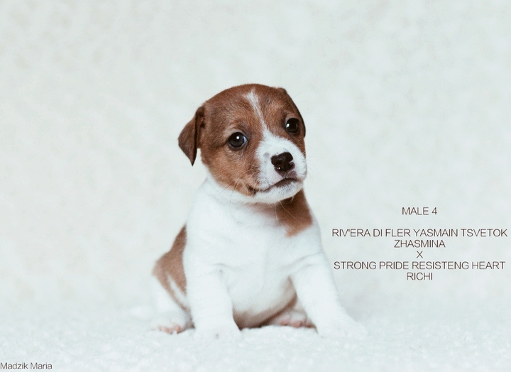 jack rassel terrier