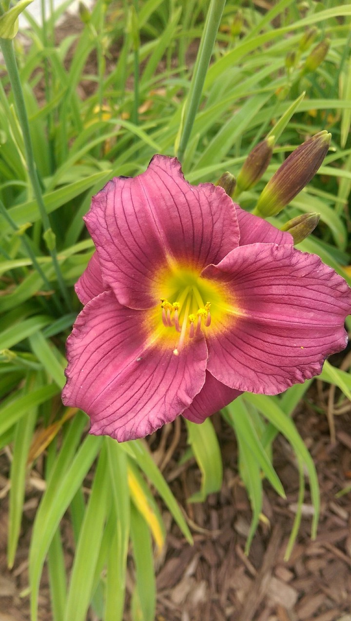 Purple Flower