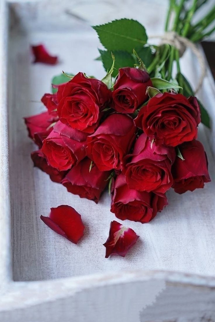 red rose