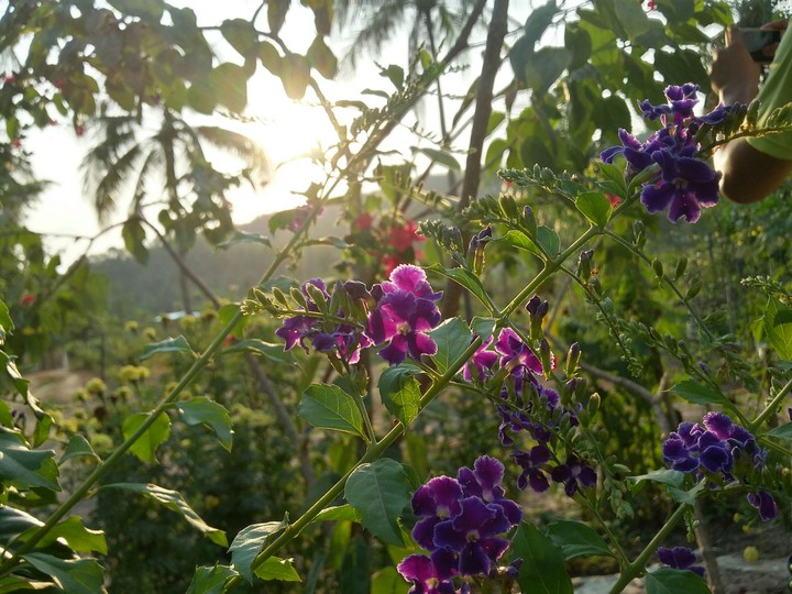 on the sunset