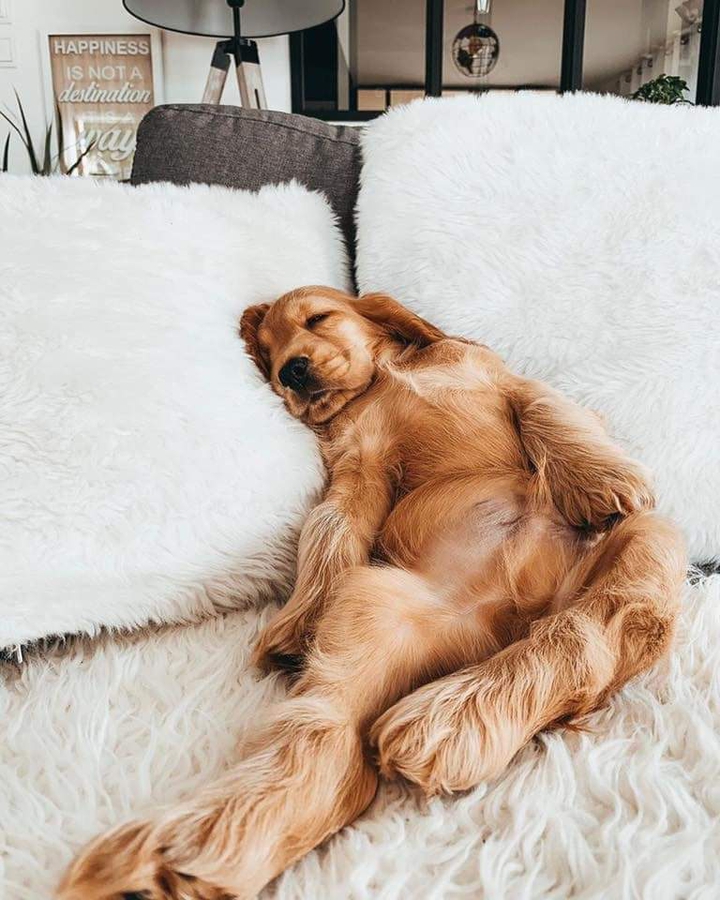 Sleeping in Puppy