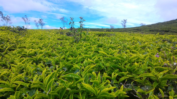 Tea field