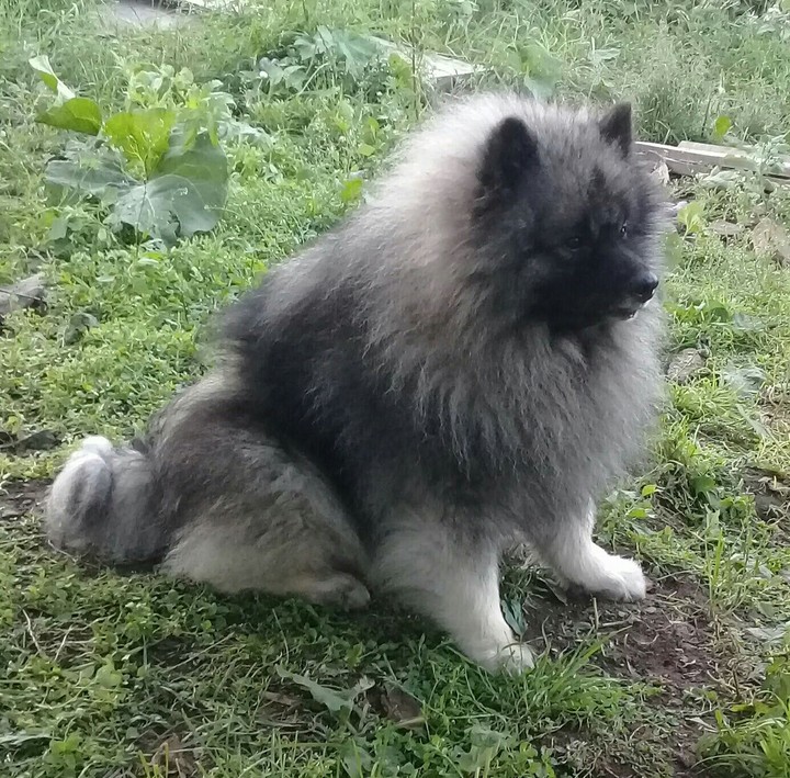 Любер