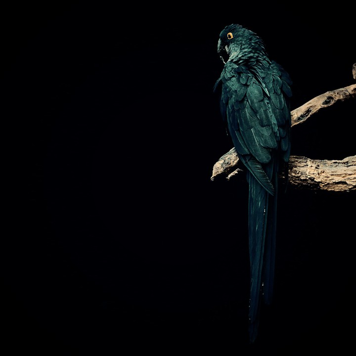 parrot