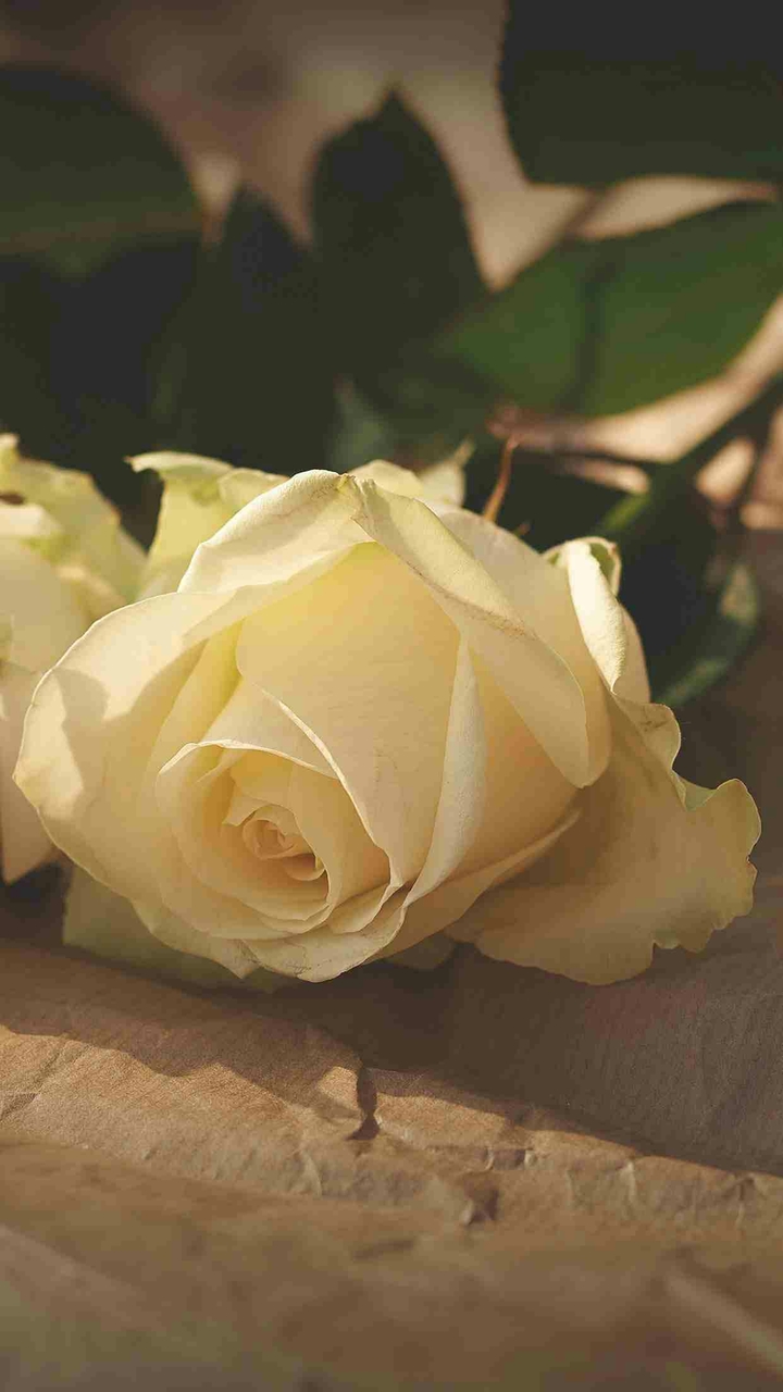 a pleasant flower