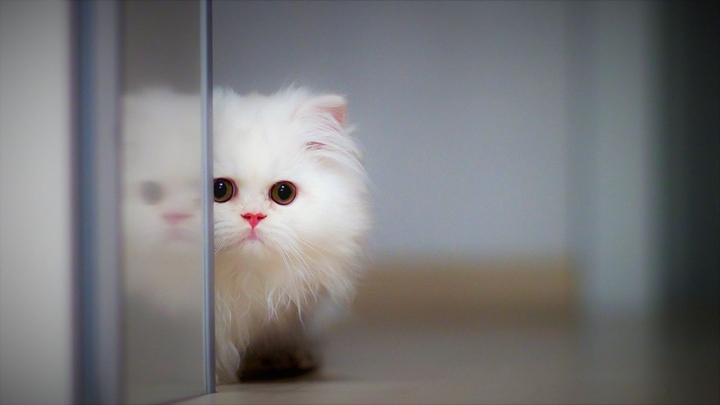 innocent cat ?
