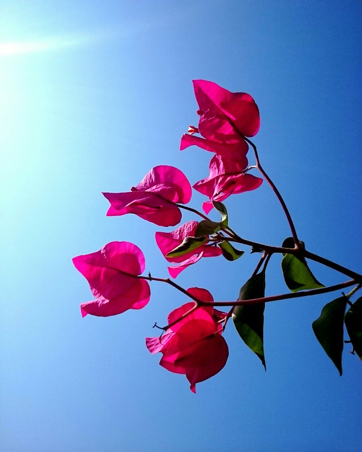 #flower