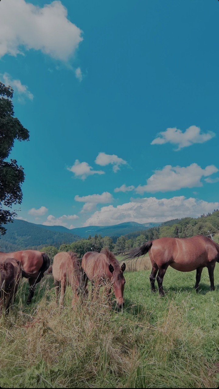 Horses