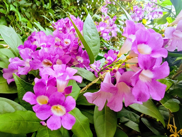 nature