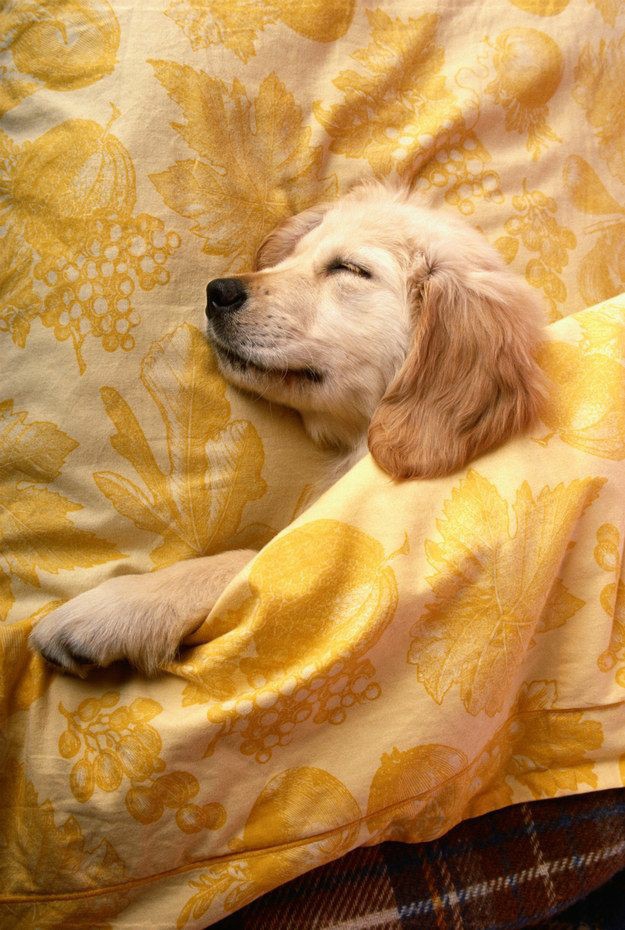 the sleeping beauty