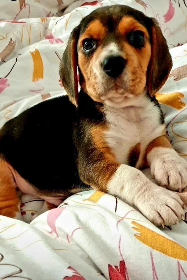 puppy