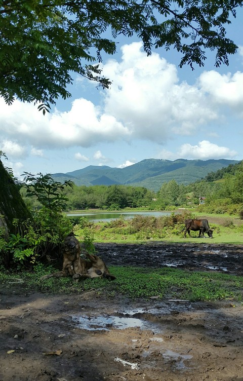 Peace in Nature