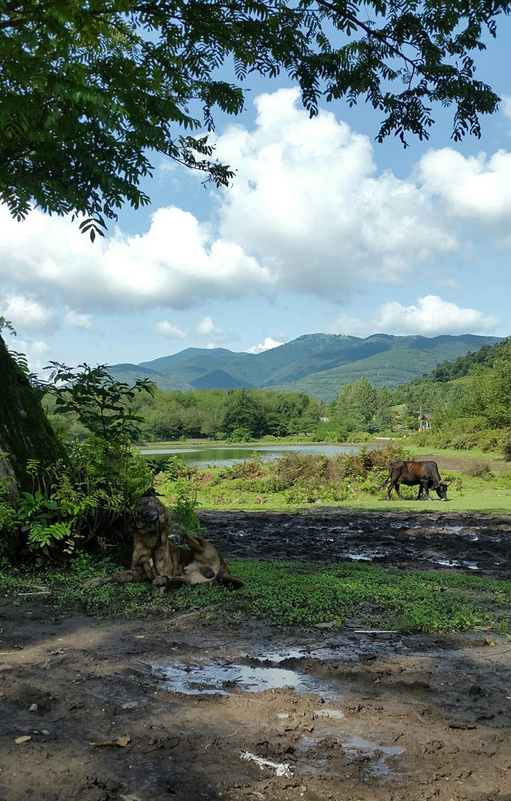Peace in Nature