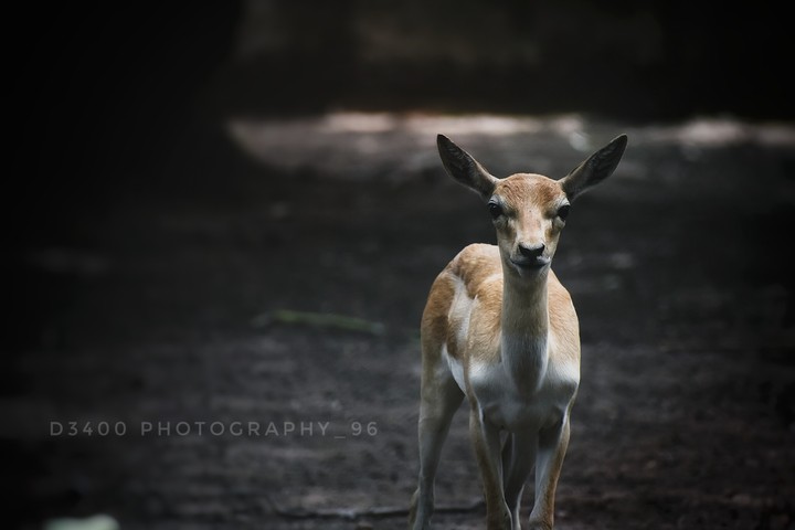 deer