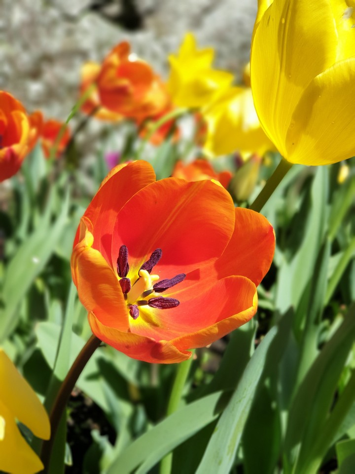 tulip