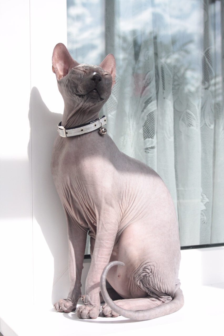 Кот друга_ балдеж на солнышке)