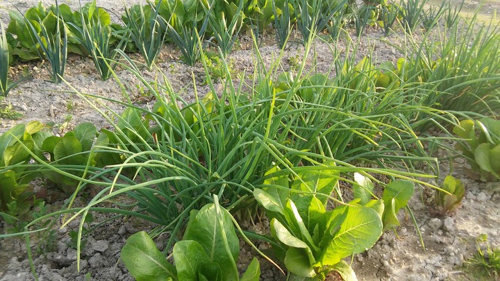vegetables