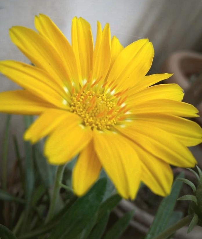 flower i love