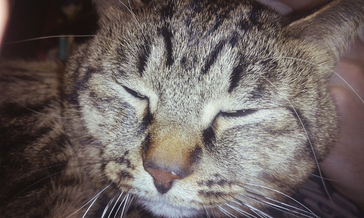 Мой котя