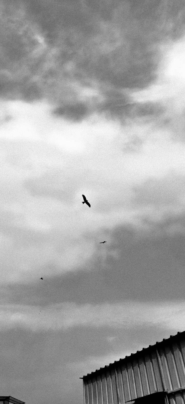 Unkindness of Ravens