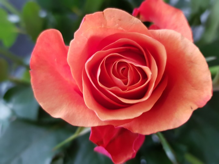 rose