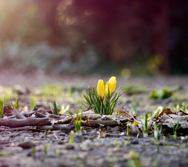 nature