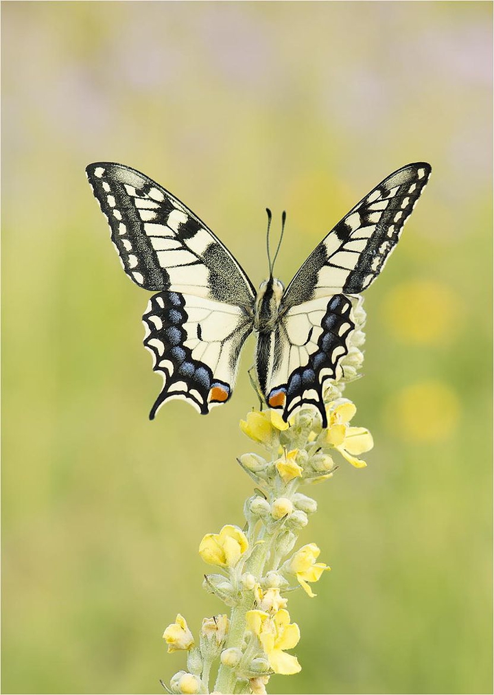 butterfly