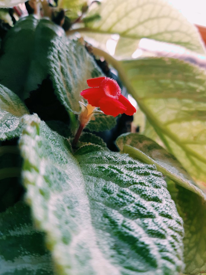 Flor